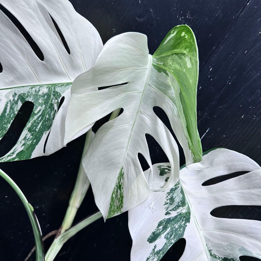 o*z様 斑入りモンステラホワイトタイガー47cm 大型葉 極美株