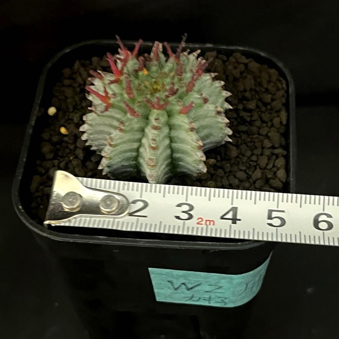 ユーフォルビアホリダ White zebra S胴太 カキ子 - メルカリ