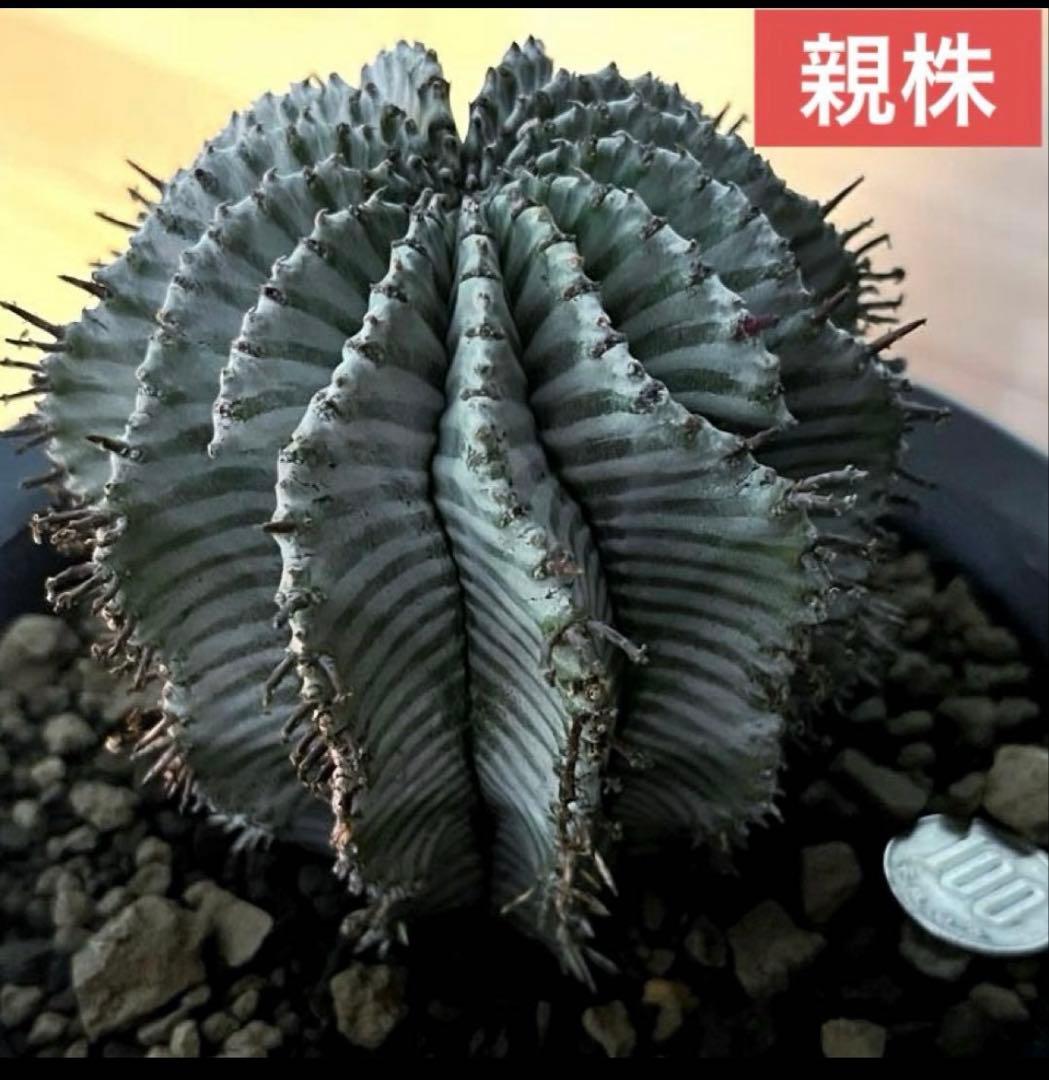 ユーフォルビアホリダ White zebra S胴太 カキ子 - メルカリ