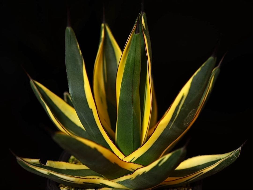 希少 アガベ グレートホワイトシャーク シャークスキン - メルカリ