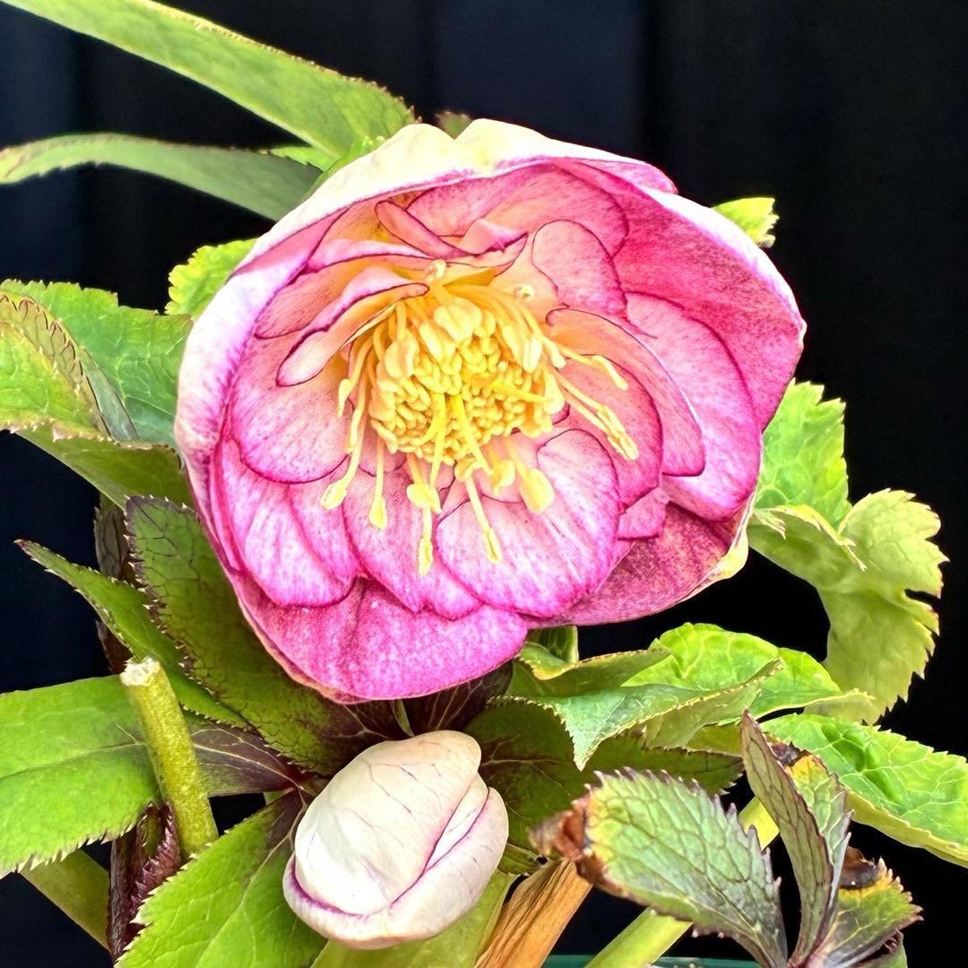 も*読様 530☘️ラスト2☘️蕾花タグ付☘️極上☘️特大SD⭐️蜃気楼⭐️コロ