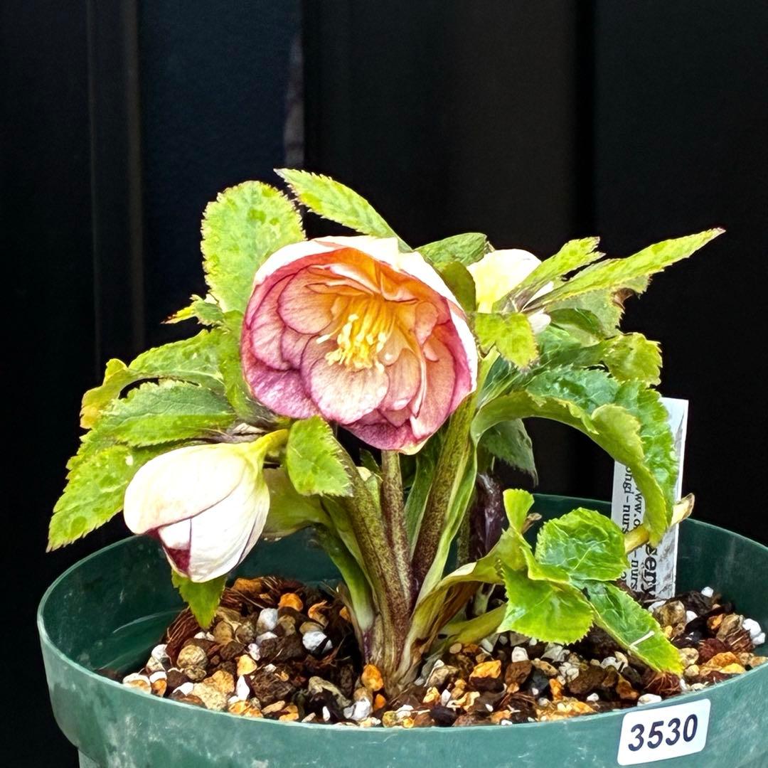 も*読様 530☘️ラスト2☘️蕾花タグ付☘️極上☘️特大SD⭐️蜃気楼⭐️コロ