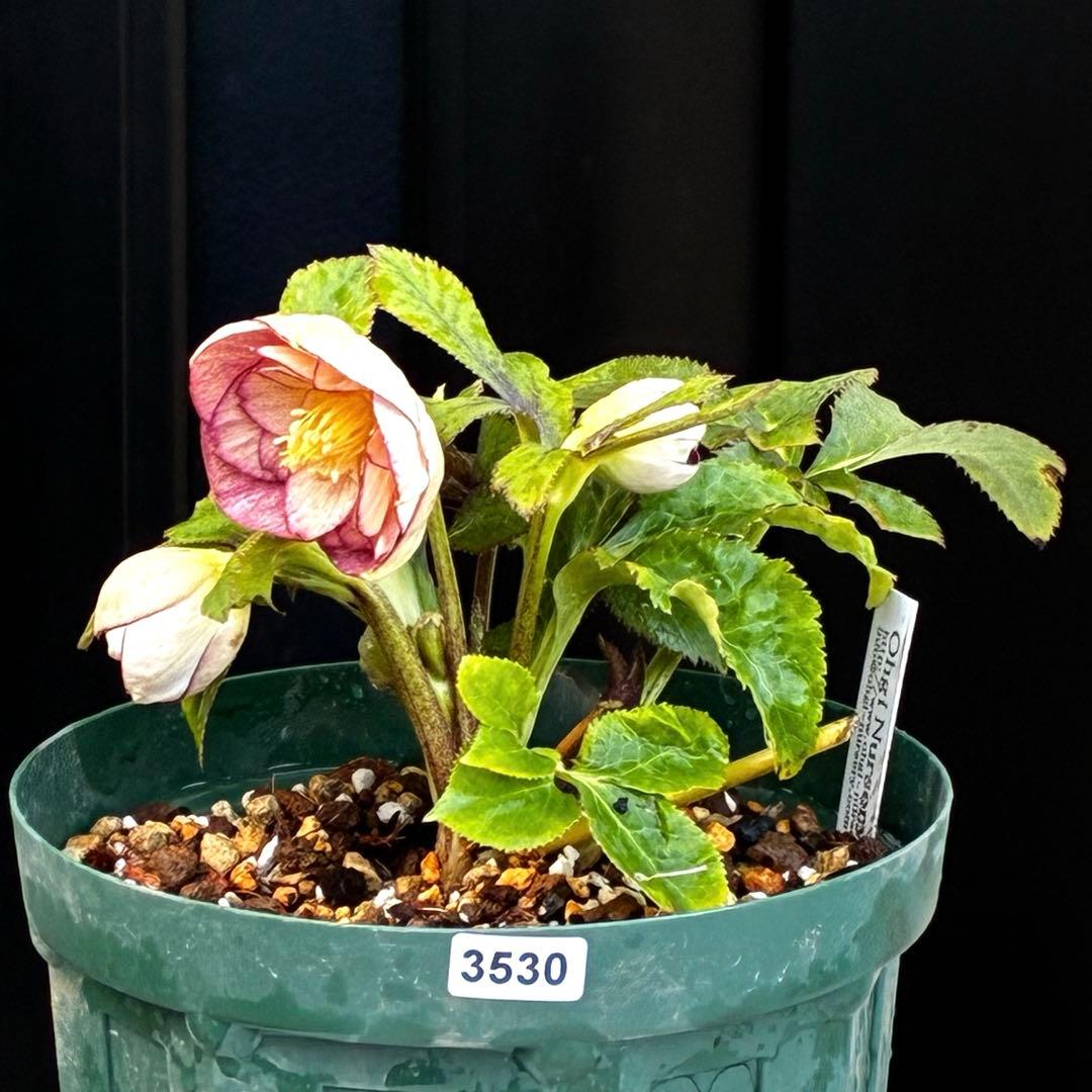 も*読様 530☘️ラスト2☘️蕾花タグ付☘️極上☘️特大SD⭐️蜃気楼⭐️コロ