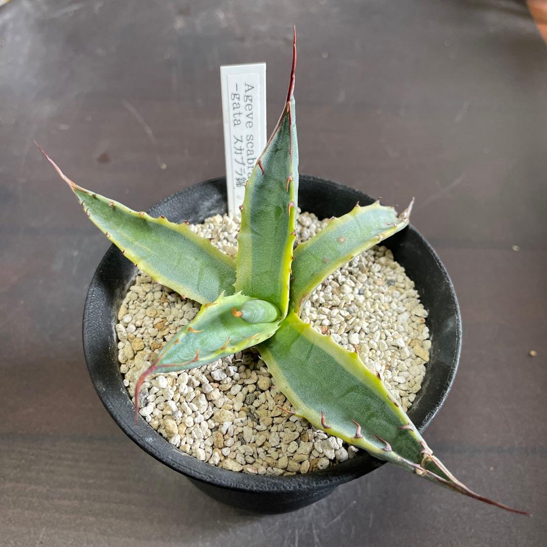 アガベ スカブラ錦 昨年のカキ仔 多肉植物 - メルカリ