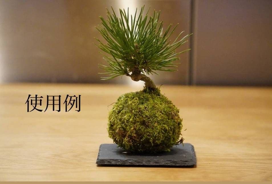 《専用》受け皿32枚　苔玉　盆栽用　石皿