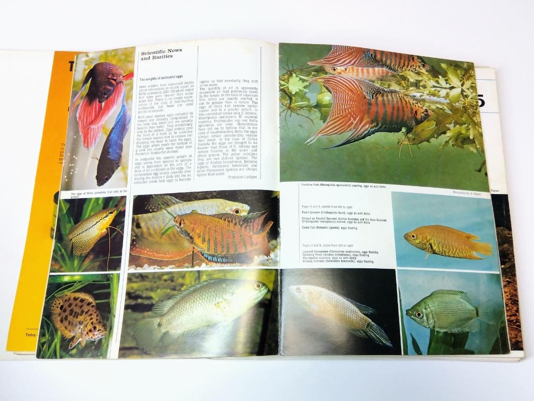 k*i様 希少古書 1972年～ テトラ 世界のアクアリウム情報誌 創刊号 No