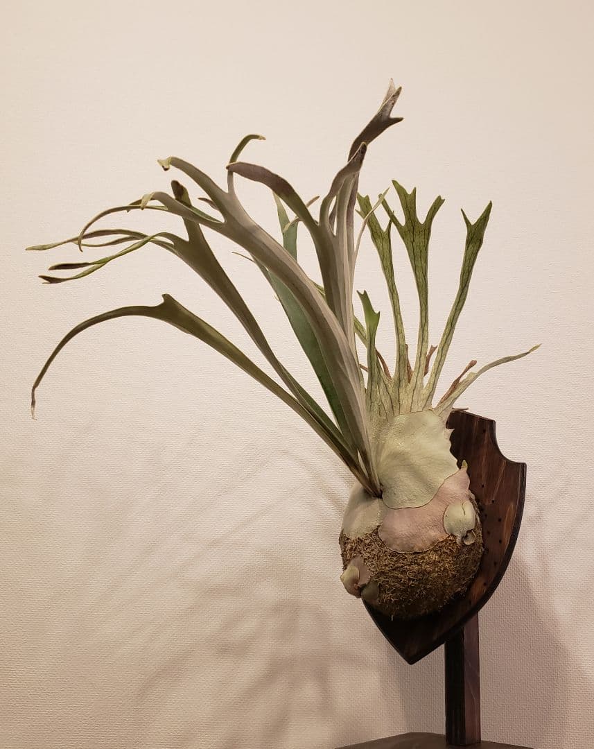 ビカクシダ ベイチーワイルド 子株 veitchii wildビカクシダveitchii