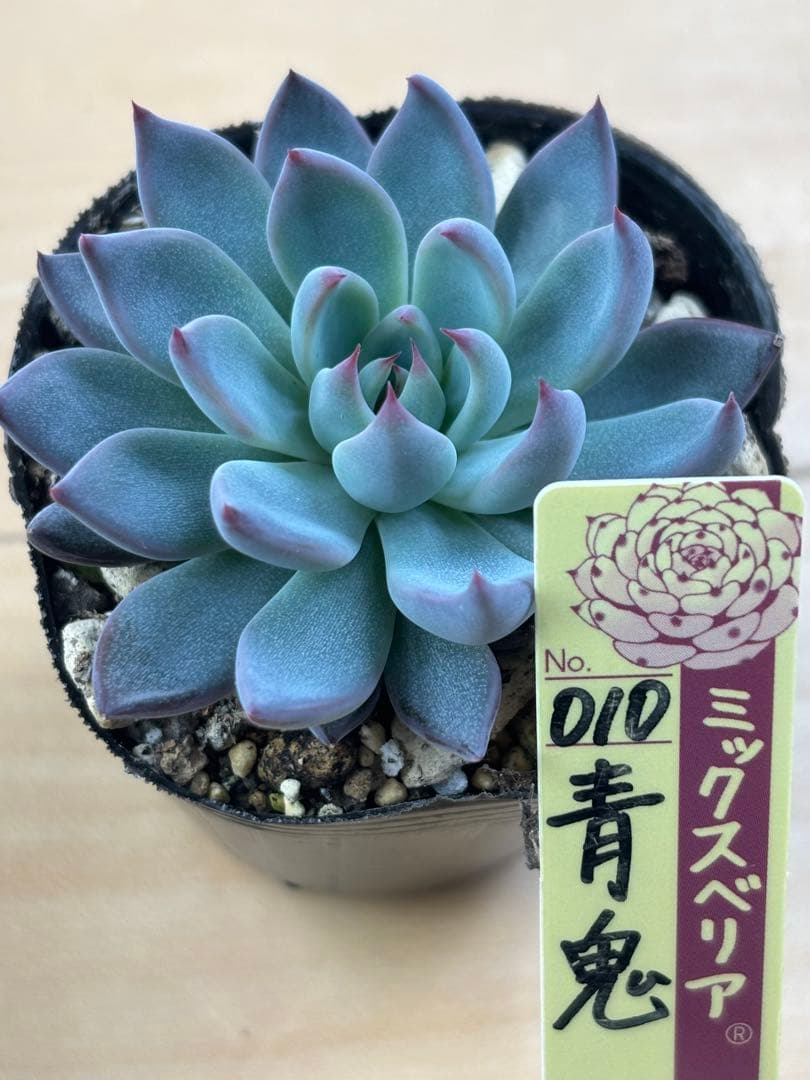 おらいさん 青鬼 抜き苗③ - メルカリ