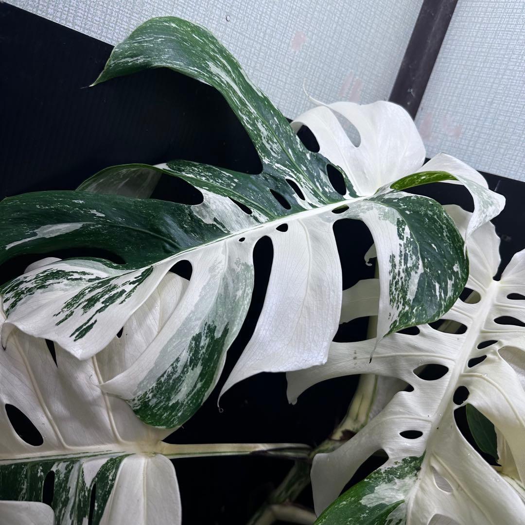 斑入りモンステラ ホワイトタイガー極美大株74cm白斑多 - メルカリ