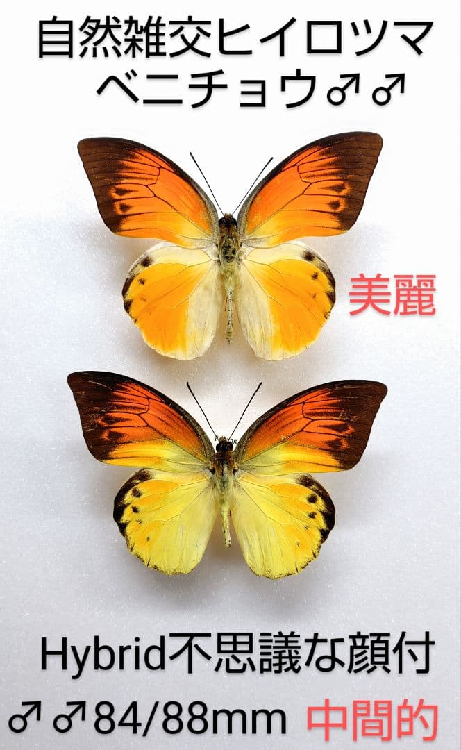 年末価格‼️☆自然雑交ヒイロツマベニチョウ♂♂標本★ペレン島産★採集標本 ヒイロツマベニ , 蝶の標本 販売・通販のNatureShop|モルフォや