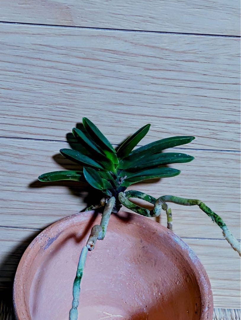 富貴蘭「紫金剛」1本子付き開花株 - メルカリ