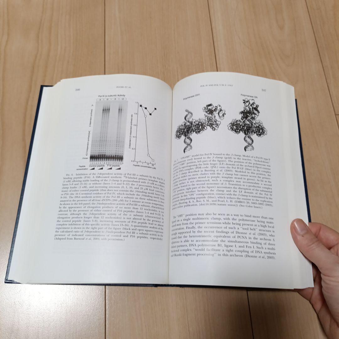 DNA Repair and Replication DNA修復と複製 洋書