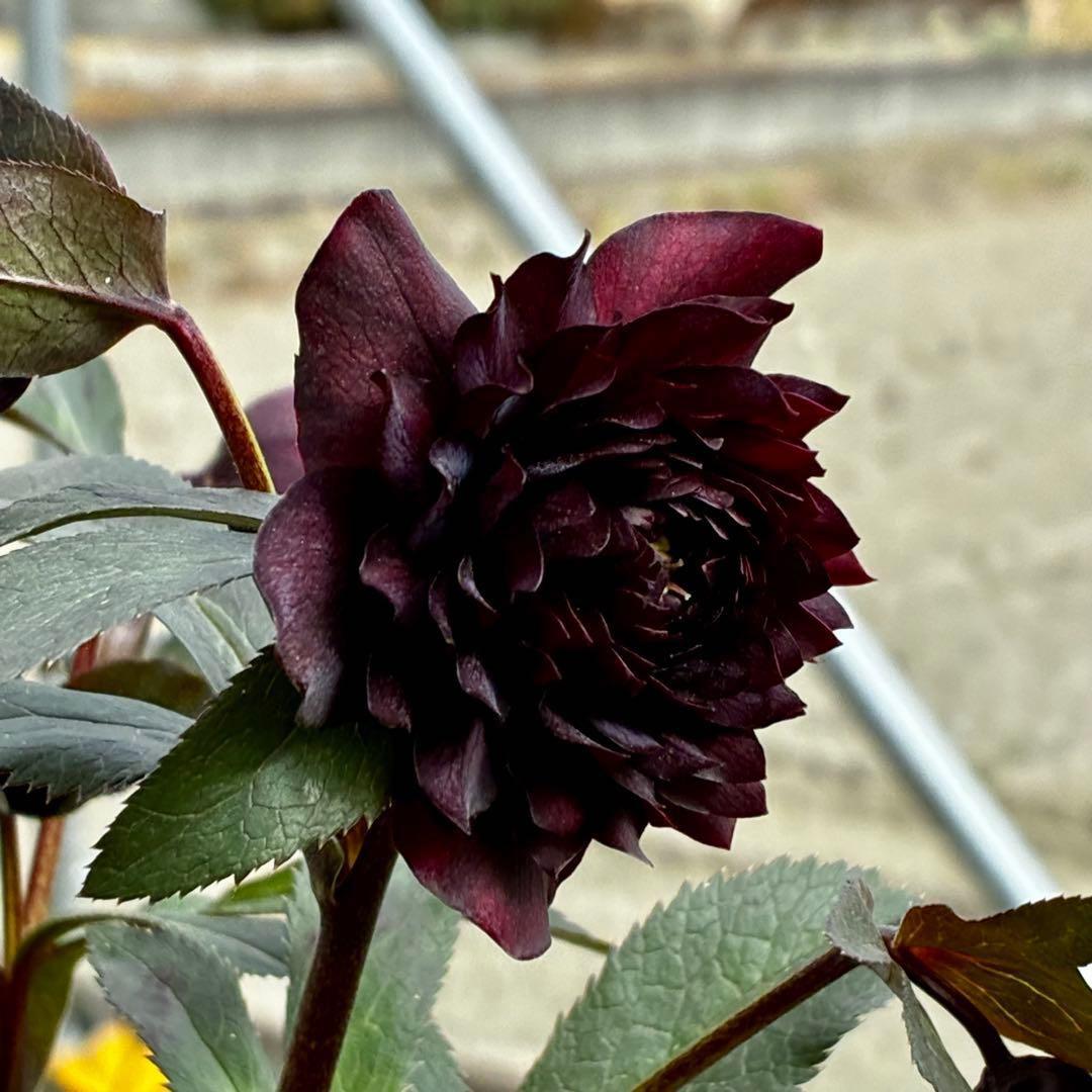 ま*こ様 3552☘️蕾花付き☘️親株☘️⭐️クレオパトラ⭐️小中輪⭐️超多弁⭐