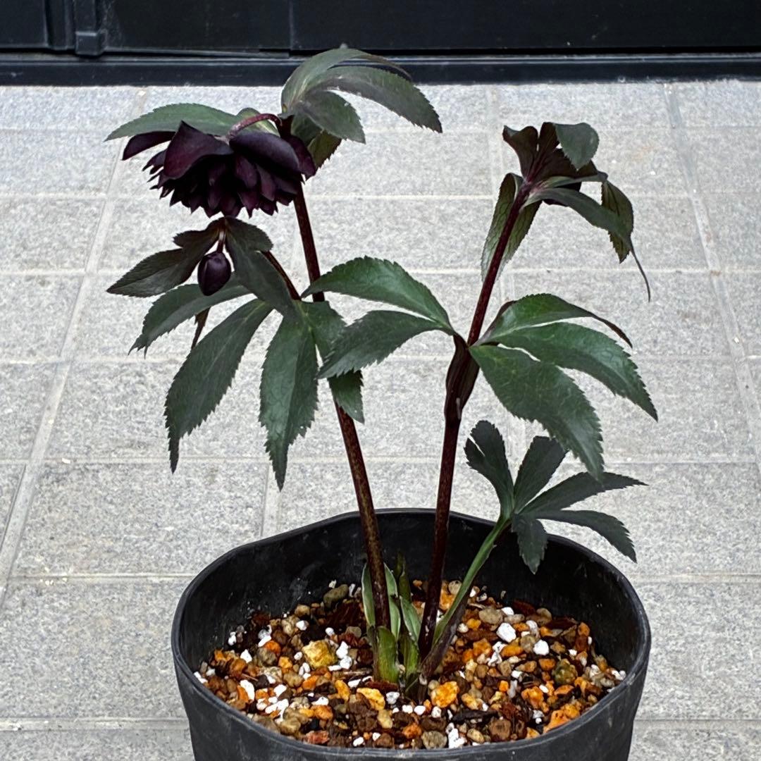 ま*こ様 3552☘️蕾花付き☘️親株☘️⭐️クレオパトラ⭐️小中輪⭐️超多弁⭐