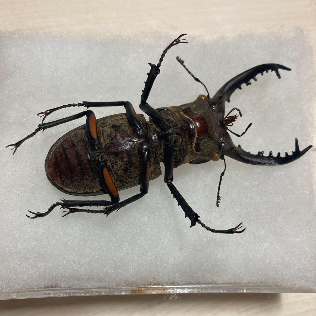 タカサゴミヤマクワガタ ♂ 標本 - メルカリ