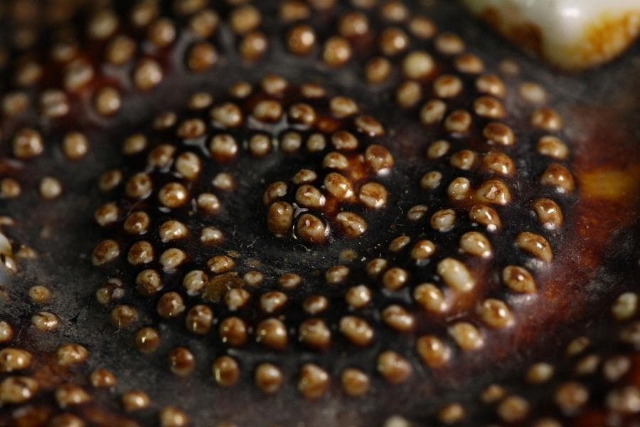 古平戸 名品 栄螺 蓋物 五件 京都料亭 蔵出 - メルカリ