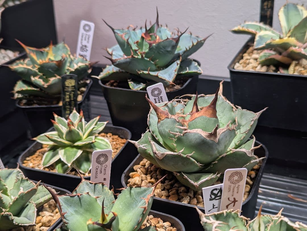 チタノタ「アオガラ 青雀」めちゃくちゃ綺麗な株 タグ鉢付き発送