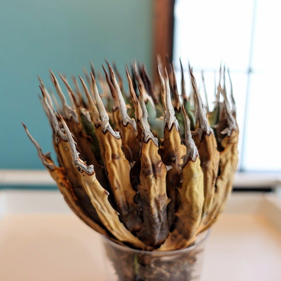 リ*ゴ様 【年末大サービス出品】陽炎・エボリスピナ/ベアルート株