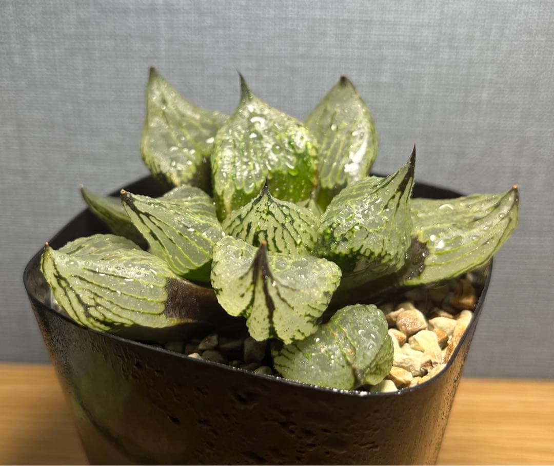 bokutan様専用 ハオルチア 裏般若実生特選（レンズコンプト×裏般若