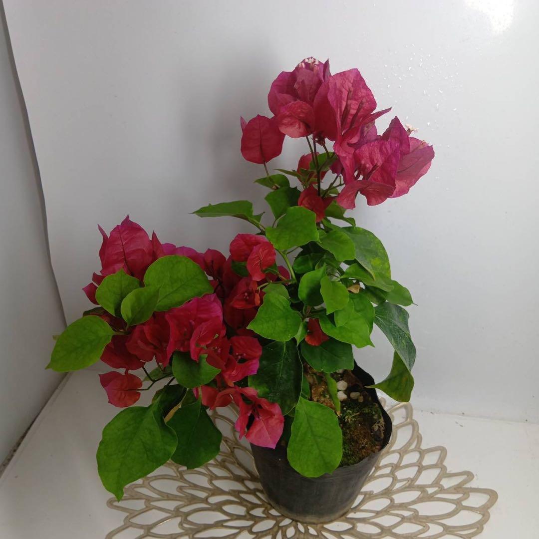 373 ブーゲンビリア✳️沖縄産✳️育てやすい初心者向き♥抜き苗発送