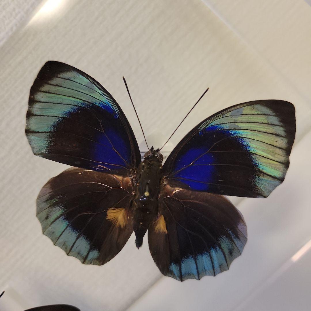 HiЯ∅様(木)まで専用 蝶の標本 ミイロタテハの世界(特AA)