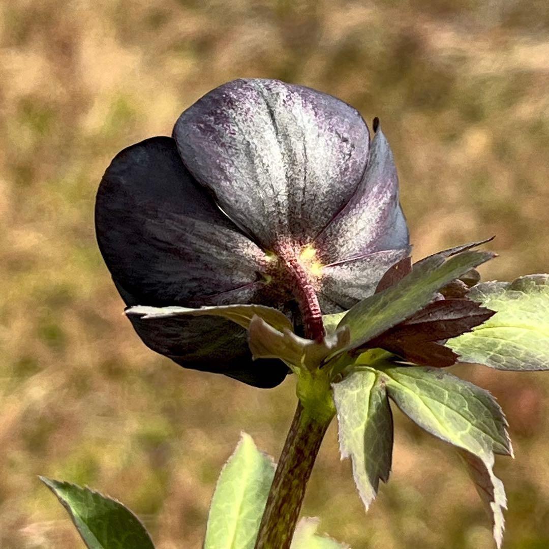 ガ*ル様 ☘️限定1株☘️未株分け☘️極上☘️3352⭐️真ブラック⭐️激スレー