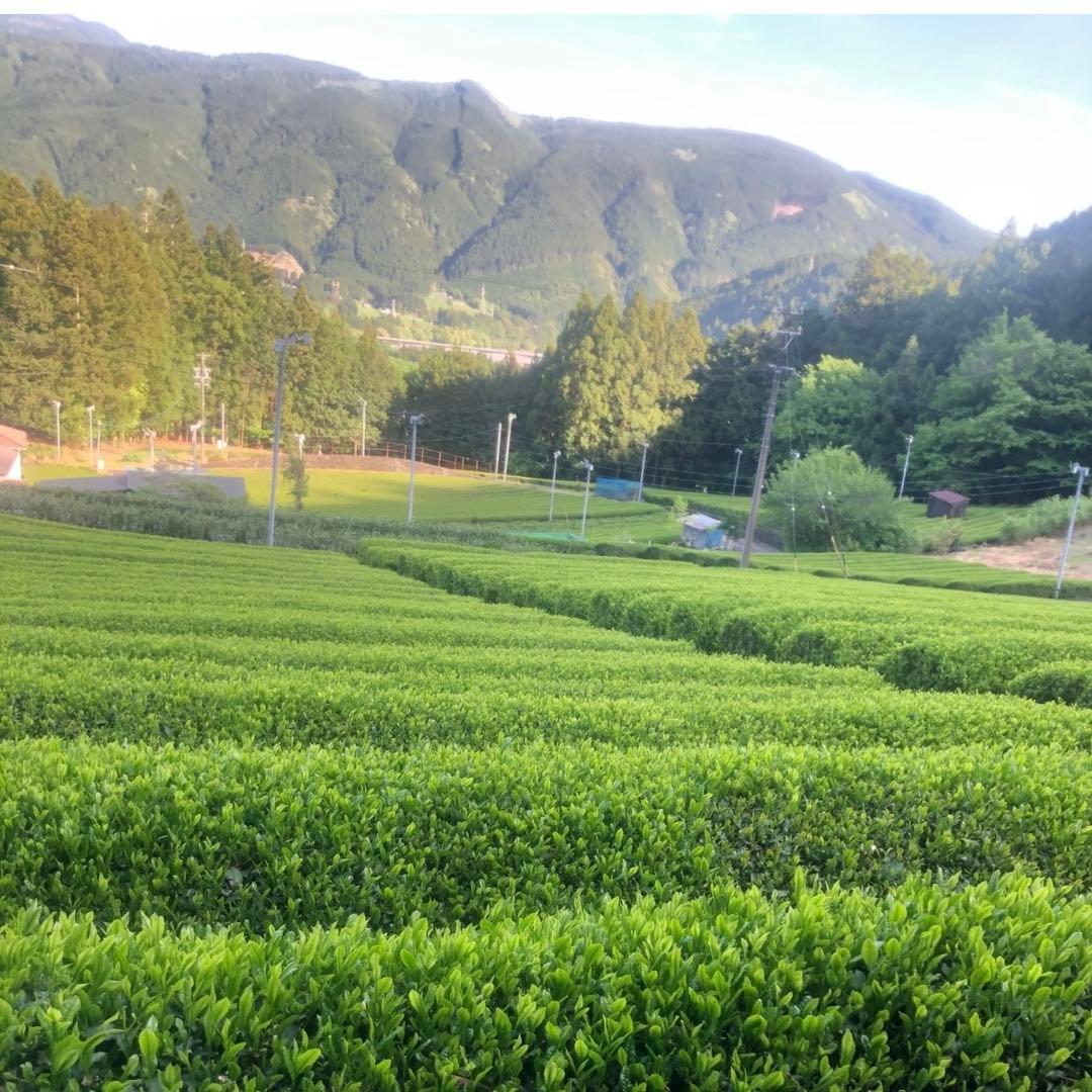 静岡 川根茶 上煎茶 低農薬 茶農家 特別価格さらに送料サービス