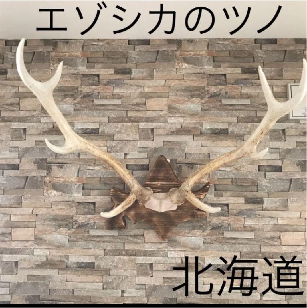 北海道 エゾシカ 鹿の角 トロフィー 台座付き - メルカリ