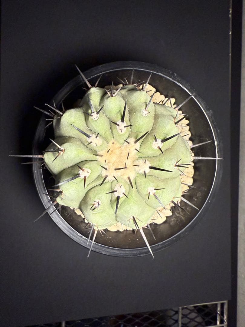 週末限定価格！黒王丸　白肌　厳選　コレクション　多陵　シネレア　特大