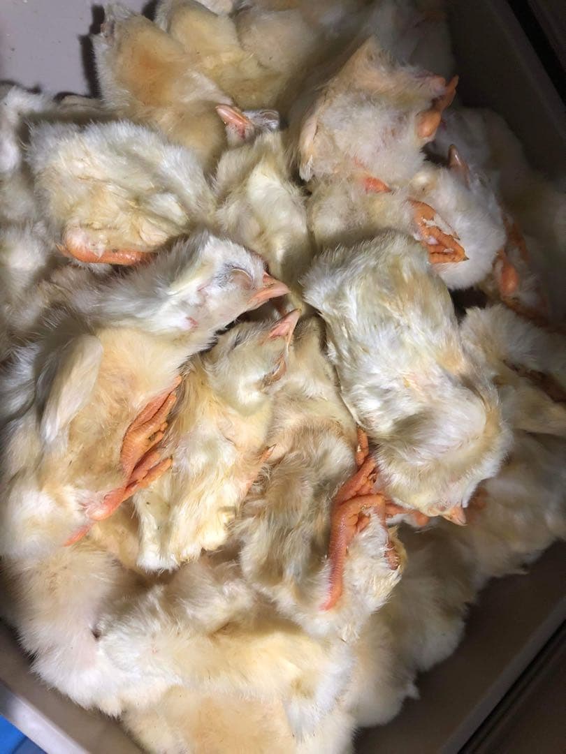 国産】冷凍ヒヨコ 400羽 ふわふわ鮮度抜群！ - メルカリ