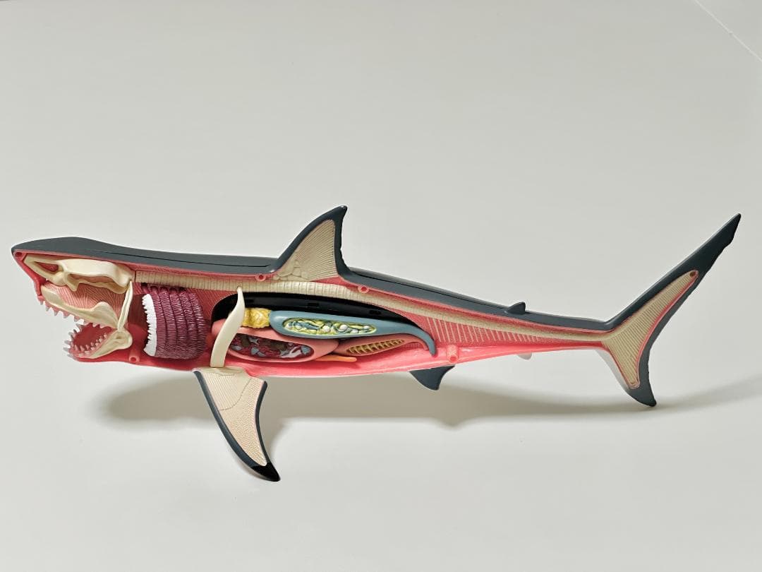 4Dビジョン ホホジロザメ 鮫 解剖モデル Great White Shark - メルカリ