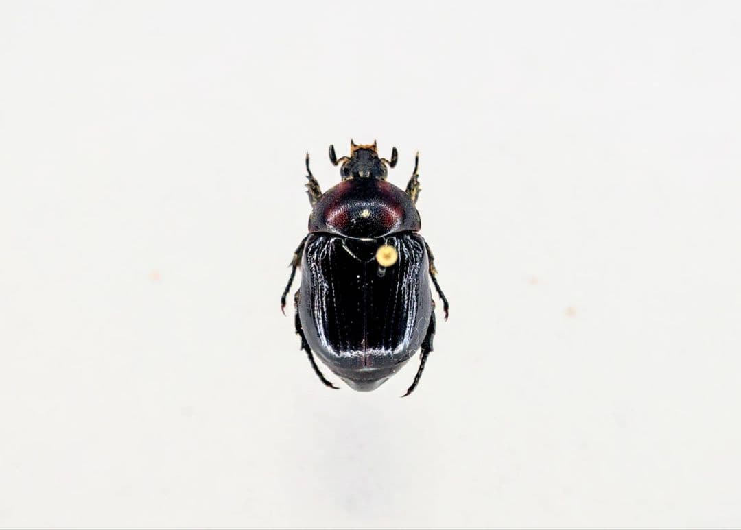 土日限定セール　昆虫標本　日本産オオヨツバコガネムシ Amazon.co.jp: 週末限定半額セール 昆虫標本 オオヨツバコガネ 22000円