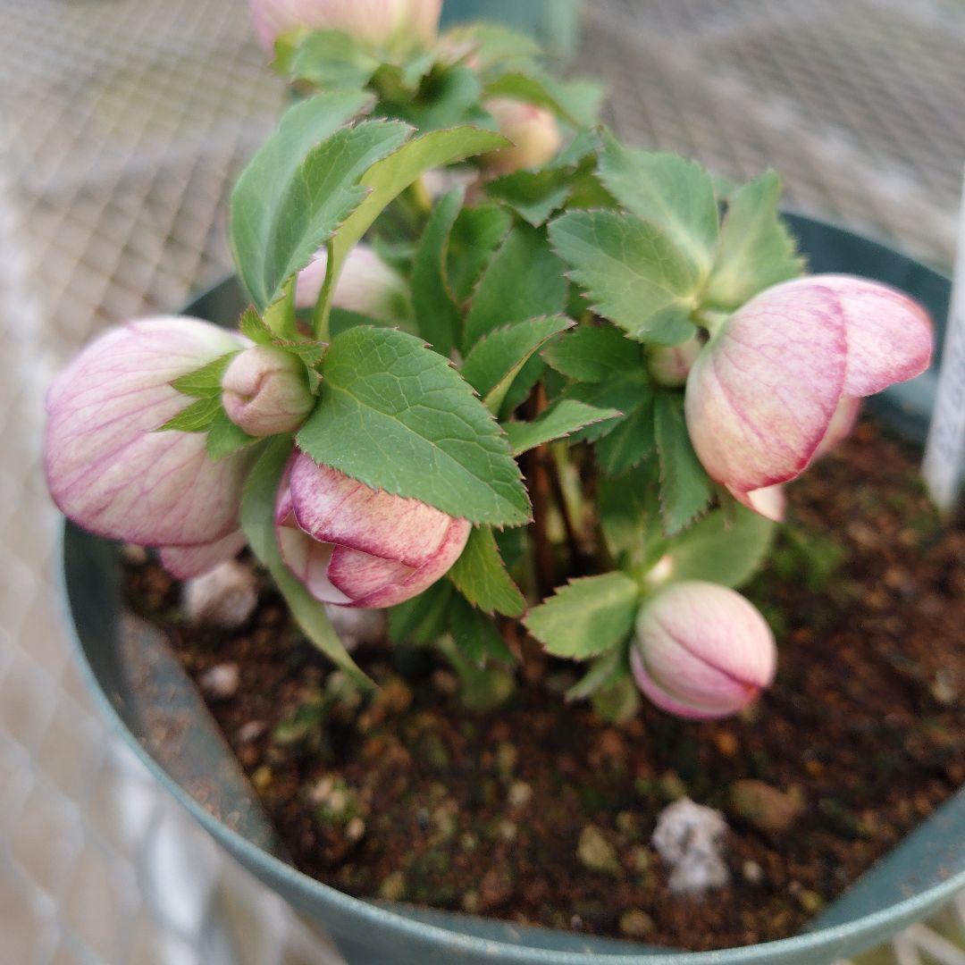 夕*え様 クリスマスローズセミダブル開花苗 - メルカリ