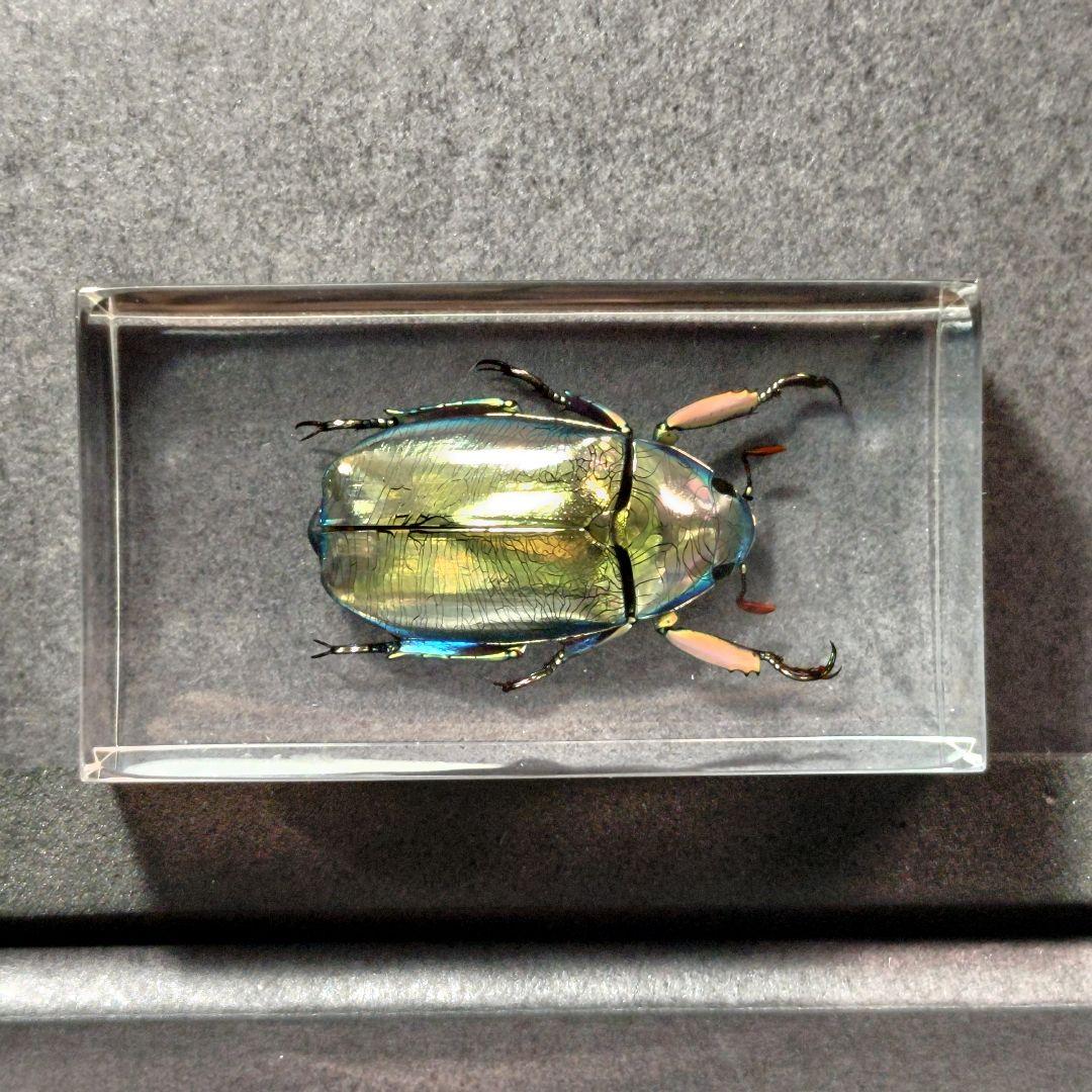プラチナコガネ レジン封入標本 - メルカリ