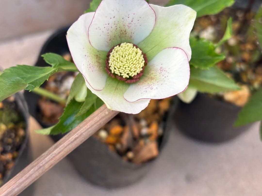 クリスマスローズ苗 3ポットセット - メルカリ