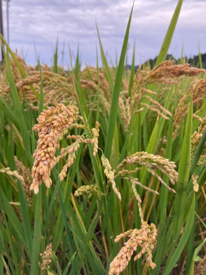 自然栽培米 ハッピーヒル(うるち米)種籾 200g 陸稲おかぼ可能 - メルカリ