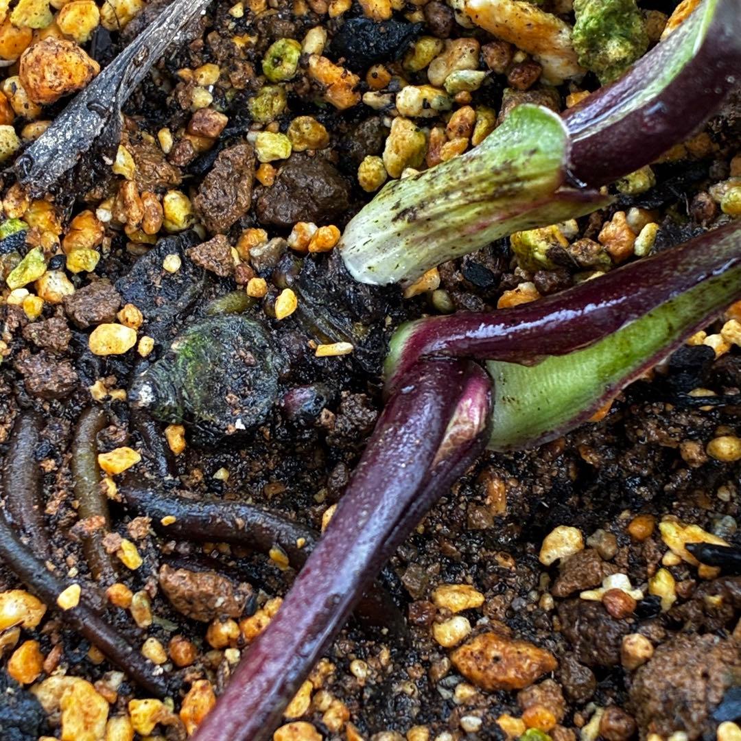 t*k様 3578☘️蕾花タグ付き☘️6号ロング☘️2年間管理☘️Ashwood