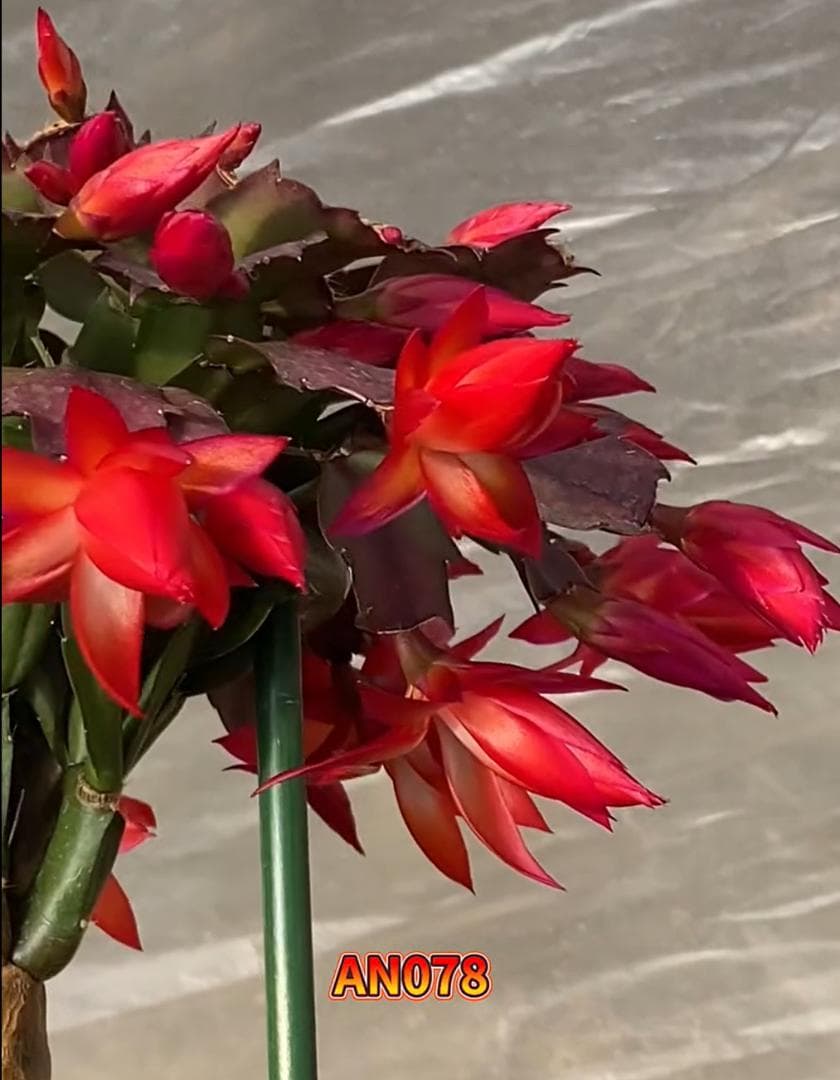 デンマークカクタス シャコバサボテン AN078 葉挿し 1618 - メルカリ