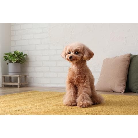 Canon RF-S18-45mm F4.5-6.3 IS STM シルバー