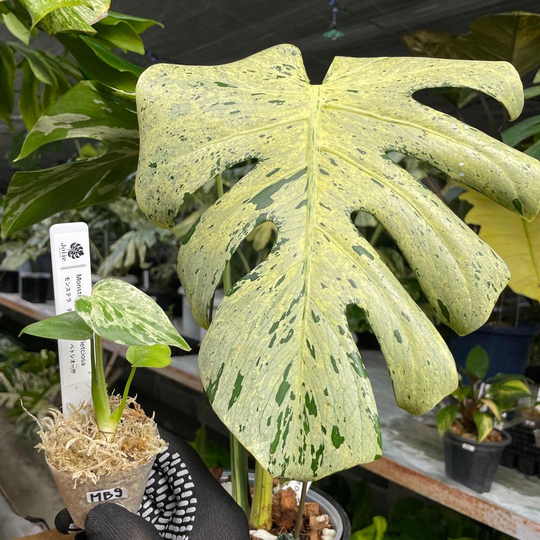 MB9モンステラ デリシオーサ ベトシオーサ 2寸ポリポット ネコポス発送