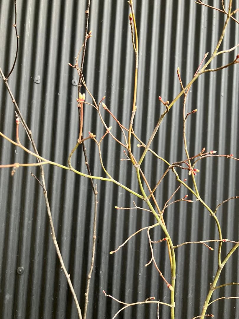 山採り コハウチワカエデ ウワミズザクラ 混合株 - メルカリ