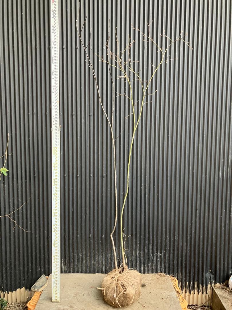 山採り コハウチワカエデ ウワミズザクラ 混合株 - メルカリ