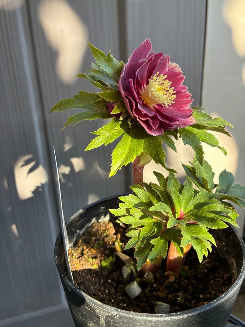 ♡広瀬園芸♡ レッドピンク 白抜け ソレイユ系 - メルカリ