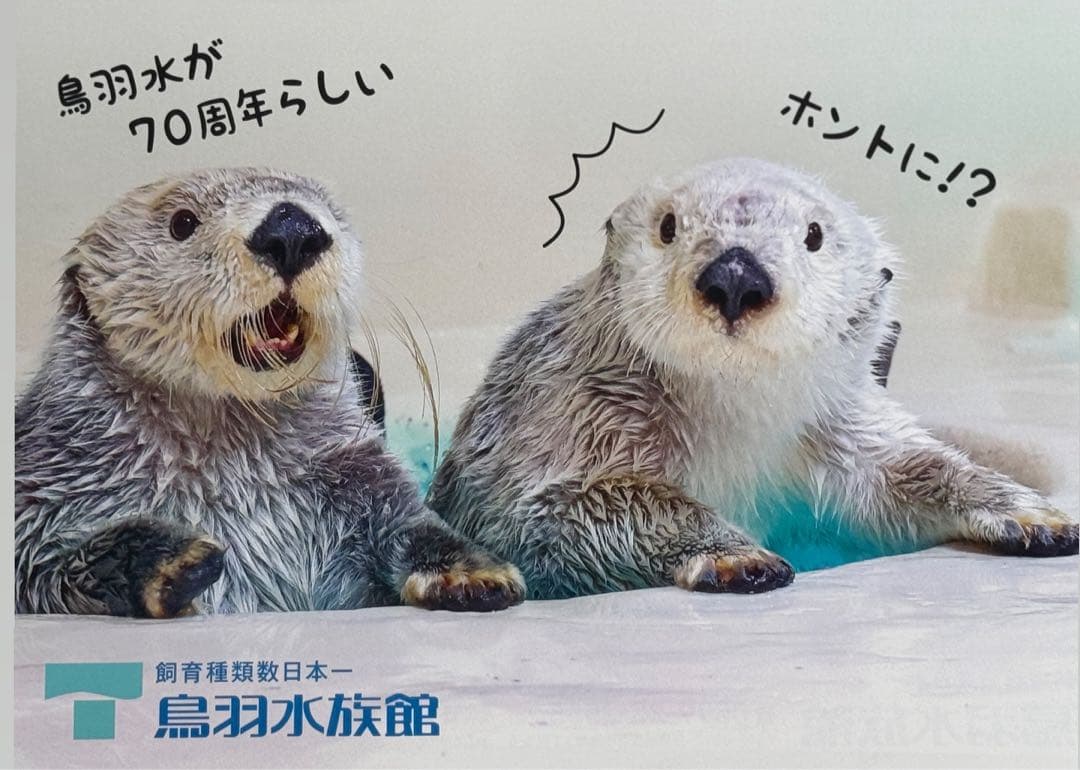 鳥羽水族館 70th 記念 チラシ ラッコ メイ キラ 5枚 - メルカリ