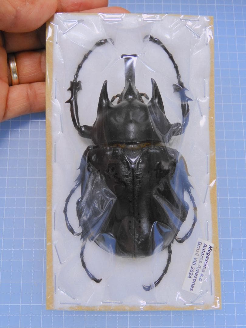 ブラジル産　ゾウカブト　86mmX45mm 即ブリード可☆新成虫☆オキシデンタレゾウカブト♂110mm♀61mmペア