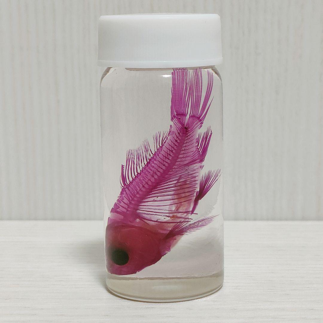 限定販売☆オリジナル商品【透明標本作製キット】全17点 - メルカリ