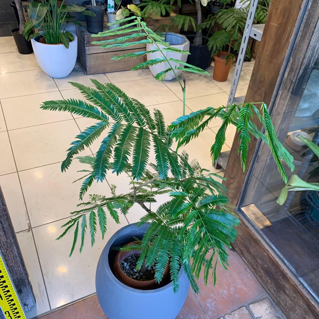 エバーフレッシュ ファイバー鉢 お皿付き - メルカリ