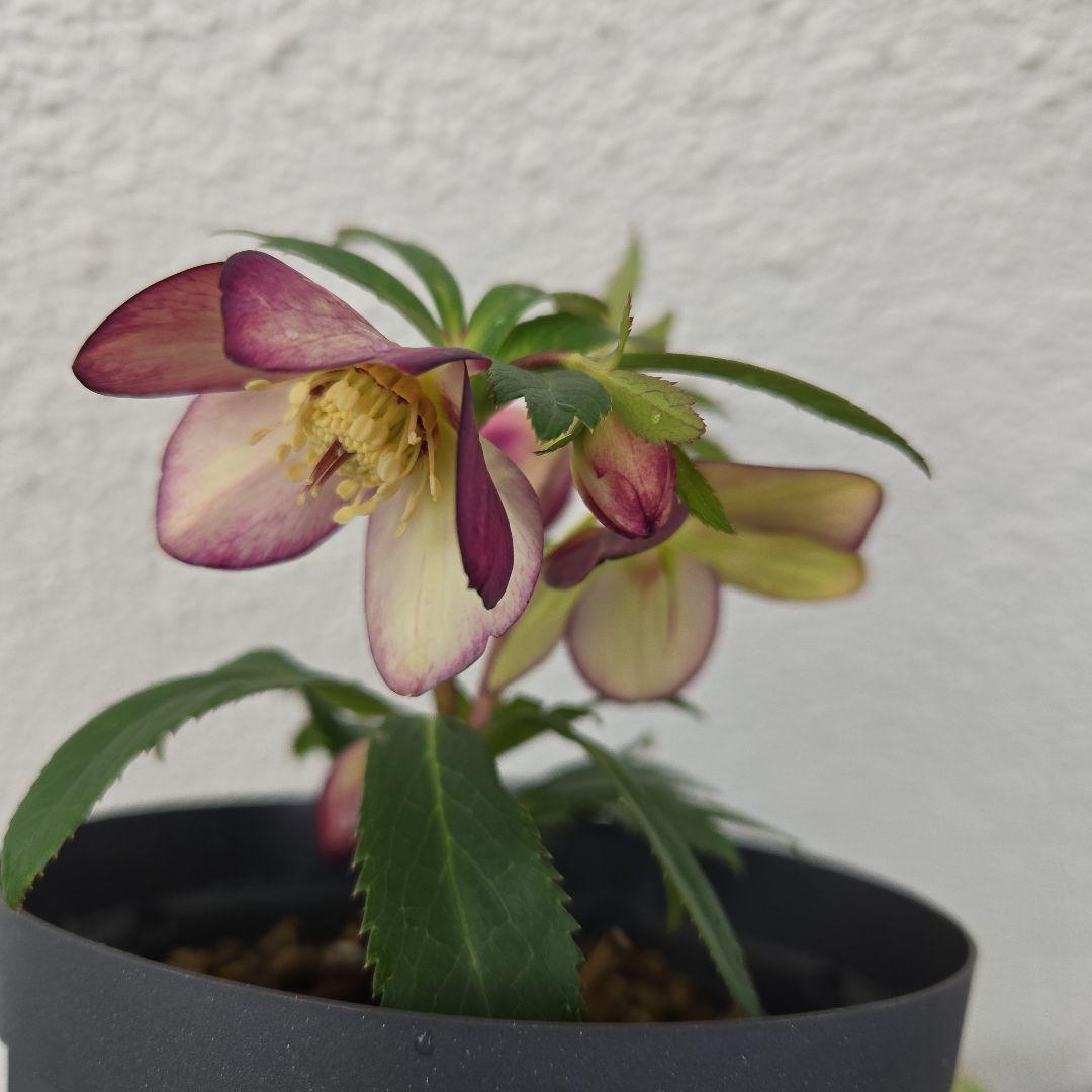 な*ず様 クリスマスロース株分け(大木ナーサリー フジタ交配) - メルカリ