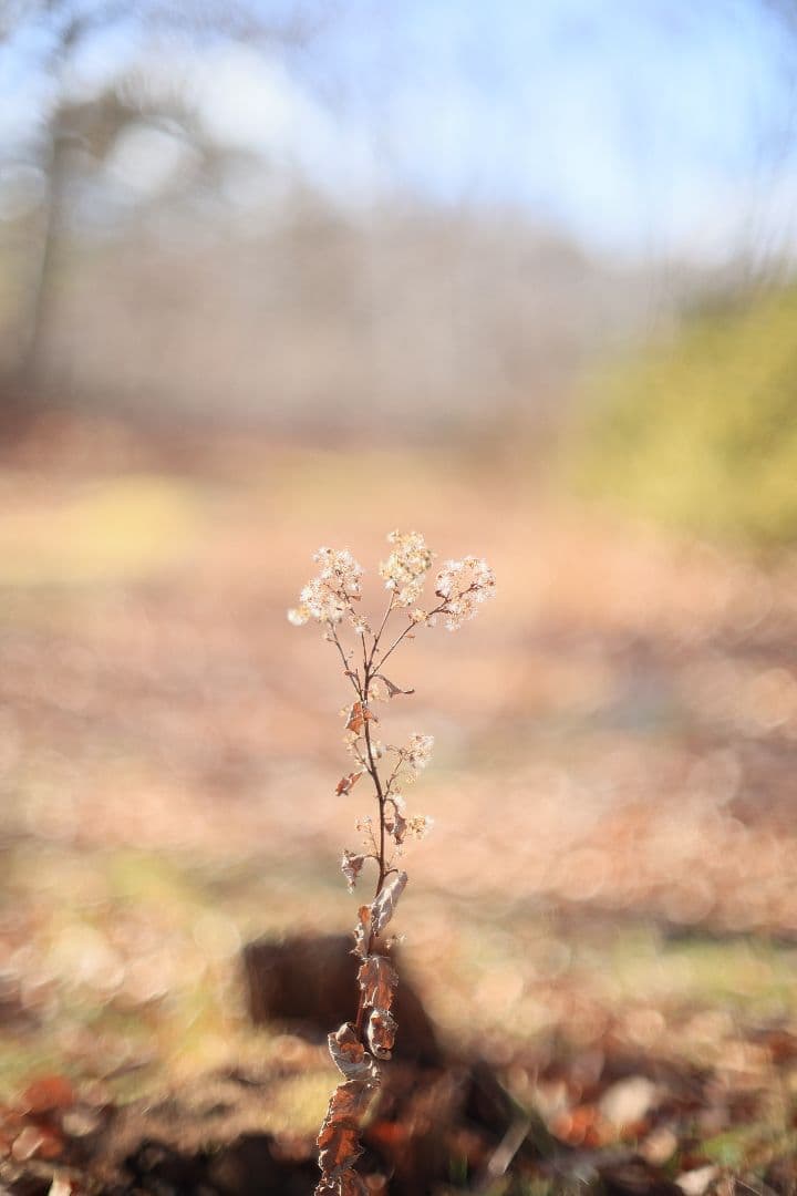 《希少》CANON FL 55mm F1.2 【光学美品】