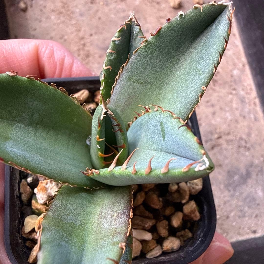 97 アガベ 青葉 オテロイ実生 選抜 チタノタ オアハカ ブルー - メルカリ